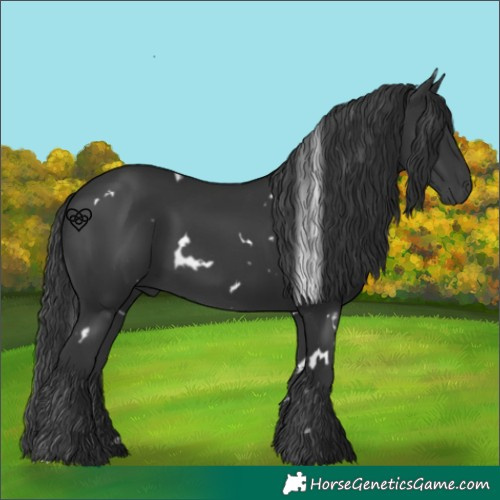 Horse Color:White Spotted Black Rabicano 