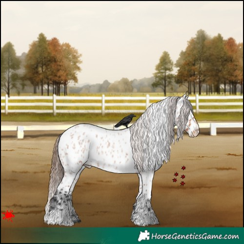 Horse Color:White Spotted Bay Roan Appaloosa 