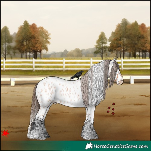 Horse Color:White Spotted Bay Roan Appaloosa 