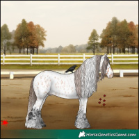 Horse Color:White Spotted Bay Roan Appaloosa 