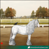 Horse Color:White Spotted Bay Roan Near Leopard 