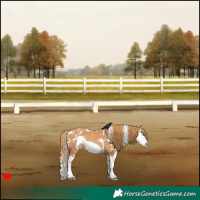 Horse Color:White Spotted Chestnut Splash Frame