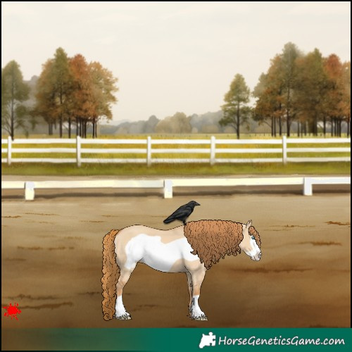 Horse Color:Red Dun Frame 