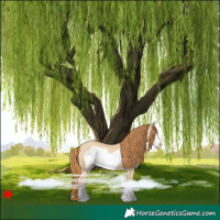Horse Color:Red Dun Frame 