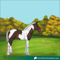 Horse Color:Silver Brown Tobiano 