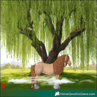 Horse Color:Red Dun Tobiano