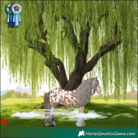 Horse Color:Bay Blanket 