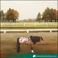 Horse Color:Bay Appaloosa