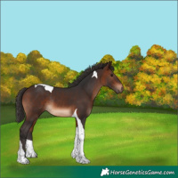 Horse Color:Brown Tobiano Rabicano 