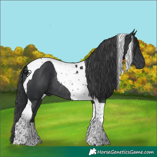 Horse Color:Black Tobiano Rabicano 