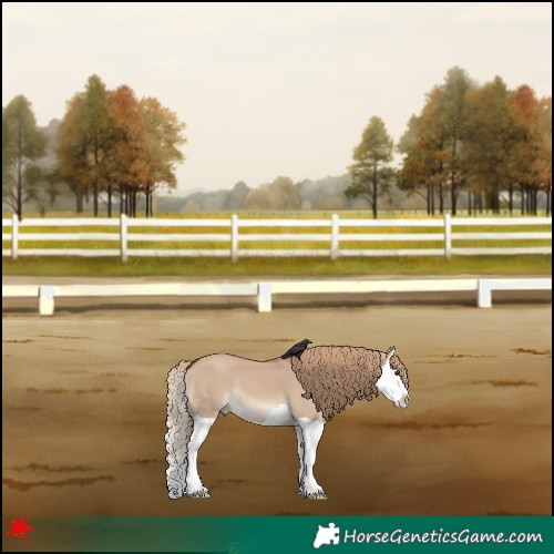 Horse Color:Red Dun Splash