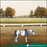 Horse Color:White Spotted Black 
