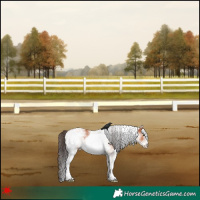 Horse Color:White Spotted Bay 