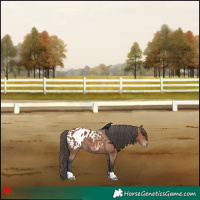 Horse Color:Bay Appaloosa