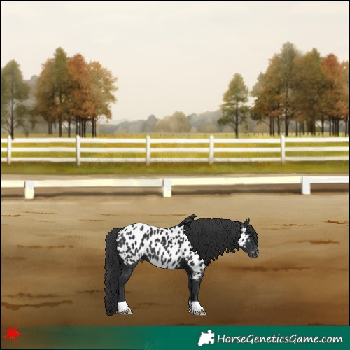 Horse Color:Black Appaloosa 