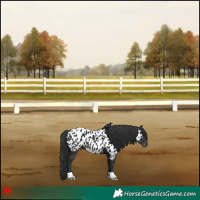 Horse Color:Black Near Leopard 