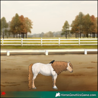 Horse Color:Red Dun Roan 