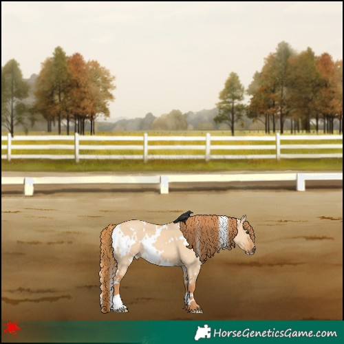 Horse Color:White Spotted Red Dun