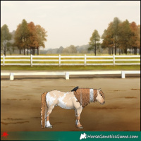 Horse Color:White Spotted Red Dun
