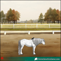 Horse Color:White Spotted Smoky Black Appaloosa