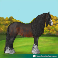 Horse Color:Black and Brown