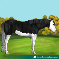 Horse Color:Midnight Black Splash 