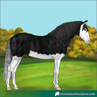 Horse Color:Midnight Black Splash 