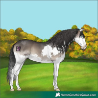 Horse Color:Blue Onyx Splash