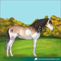 Horse Color:Bay Onyx Splash