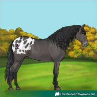 Horse Color:Black Appaloosa
