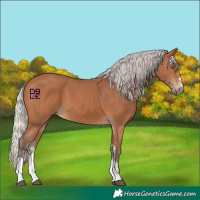Horse Color:Silver Bay Sabino 