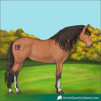 Horse Color:Bay Sabino
