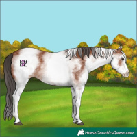 Horse Color:White Spotted Bay