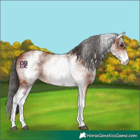 Horse Color:White Spotted Bay 