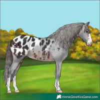 Horse Color:Brown Appaloosa Rabicano