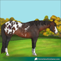 Horse Color:Brown Appaloosa Rabicano
