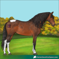 Horse Color:Brown Tobiano Rabicano