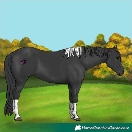 Horse Color:Black Tobiano Rabicano