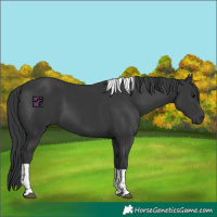 Horse Color:Black Tobiano Rabicano
