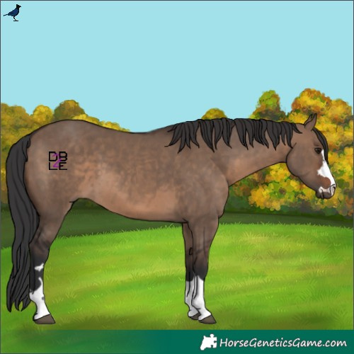 Horse Color:Brown Dun
