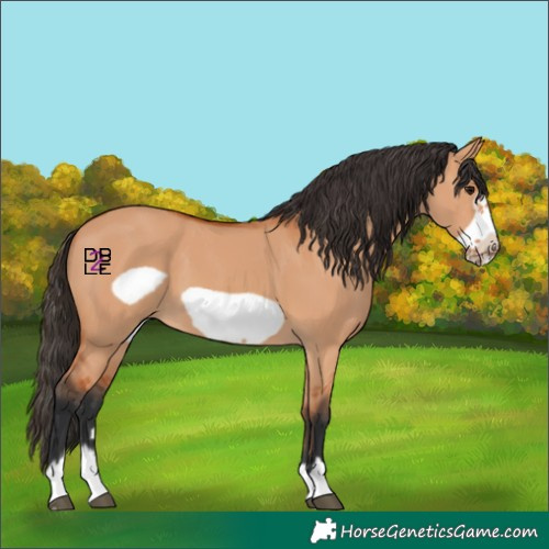 Horse Color:Bay Dun Frame