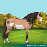 Horse Color:Bay Dun Frame 