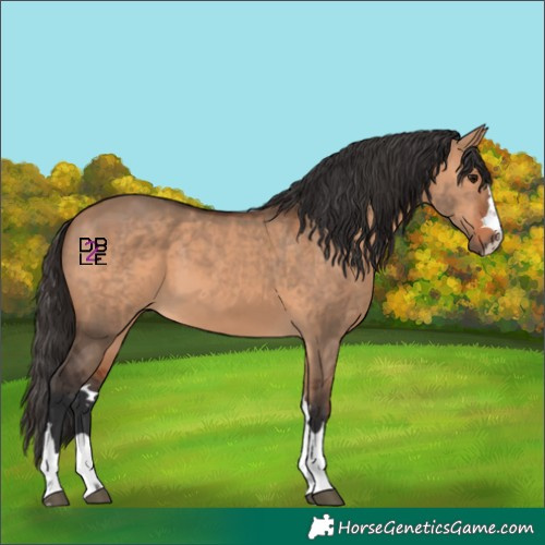 Horse Color:Bay Dun