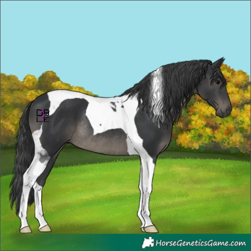 Horse Color:Black Tobiano Rabicano