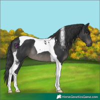 Horse Color:Black Tobiano Rabicano