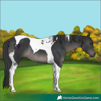 Horse Color:Black Tobiano Rabicano