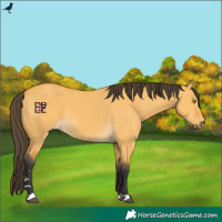Horse Color:Buckskin Dun