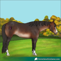 Horse Color:Bay Rabicano 