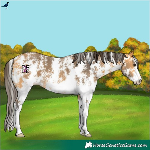 Horse Color:Buckskin Sabino
