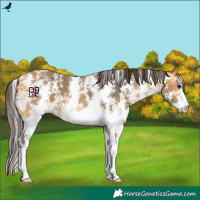 Horse Color:Buckskin Sabino